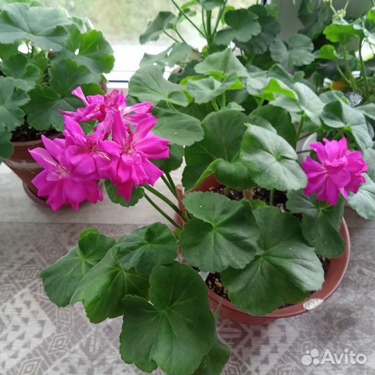 Сортовая пеларгония - Ю-Тарантела