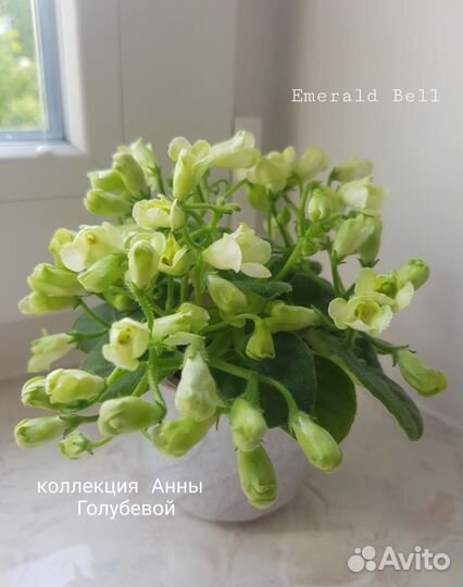 Сортовые фиалки