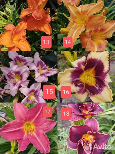 Лилейники сортовые разные свои