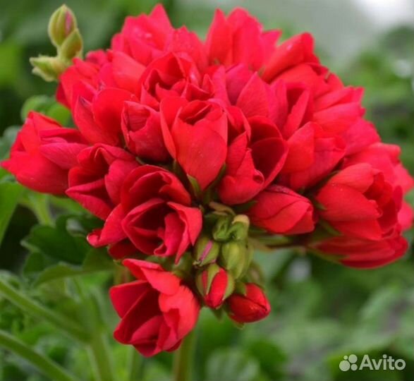 Пеларгония тюльпановидная