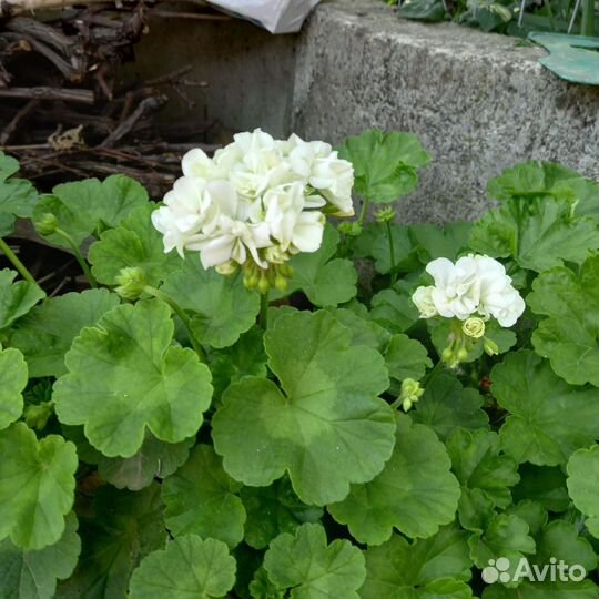 Герань сортовая