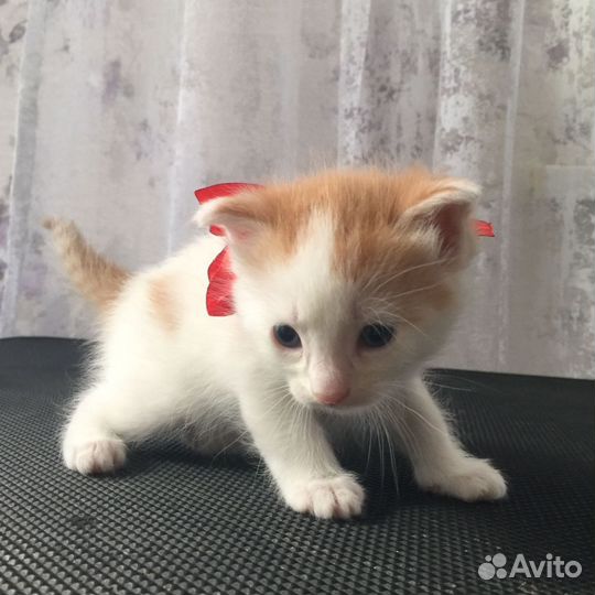 Мальчик котенок