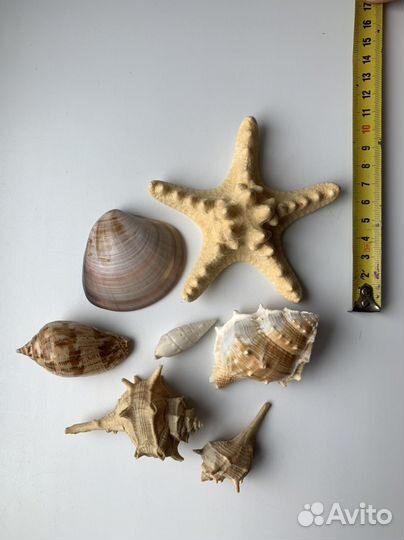 Морские ракушки набором