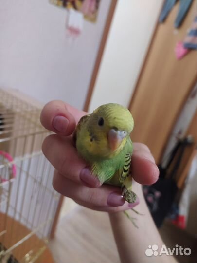 Птенцы волнистый попугай