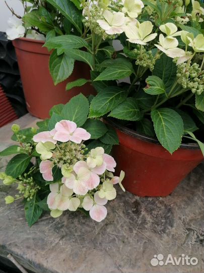 Гортензия крупнолистная Френч Болеро