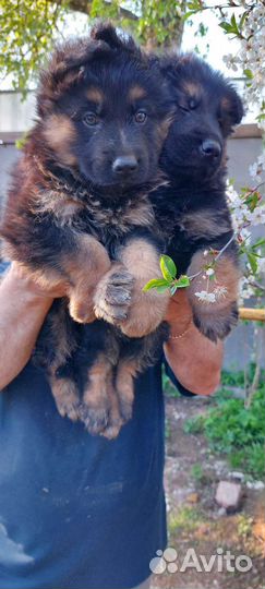 Щенки немецкой овчарки