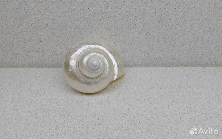 Турбо Фолген 10,5 морская ракушка раковина