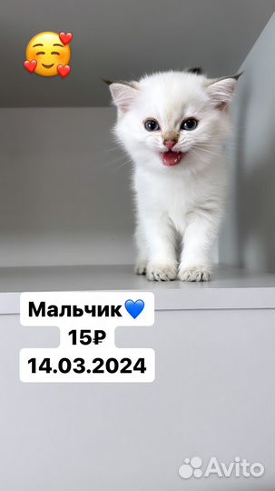 Котята 2 месяца