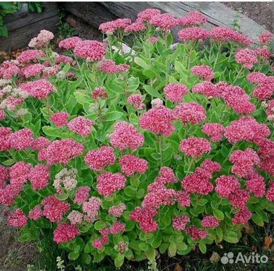 Большие розетки. Очиток. Хмель