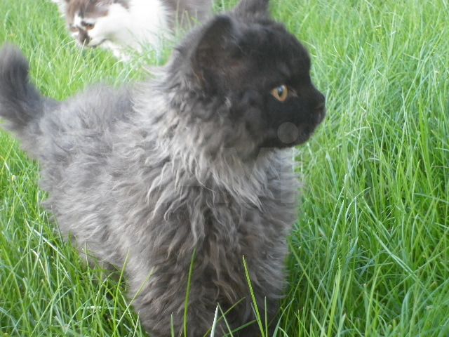 Участок 13 сот. (ИЖС)