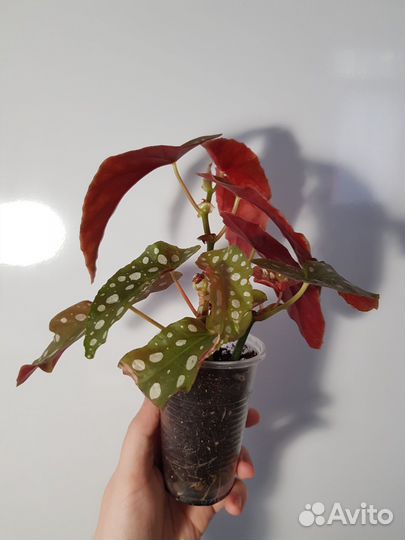 Бегония макулата