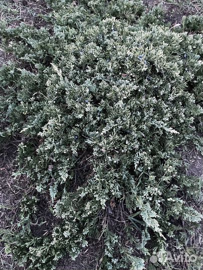 Можжевельник голден Карпит