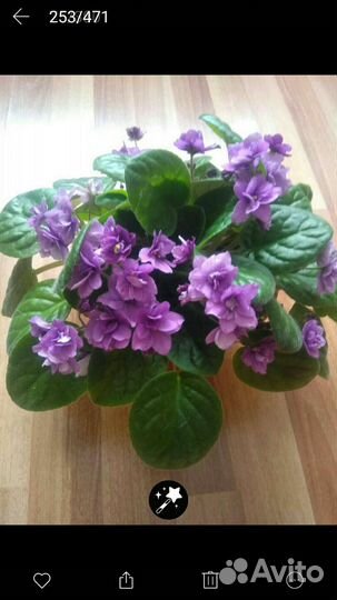 Продам сортовые фиалки детки и стартеры