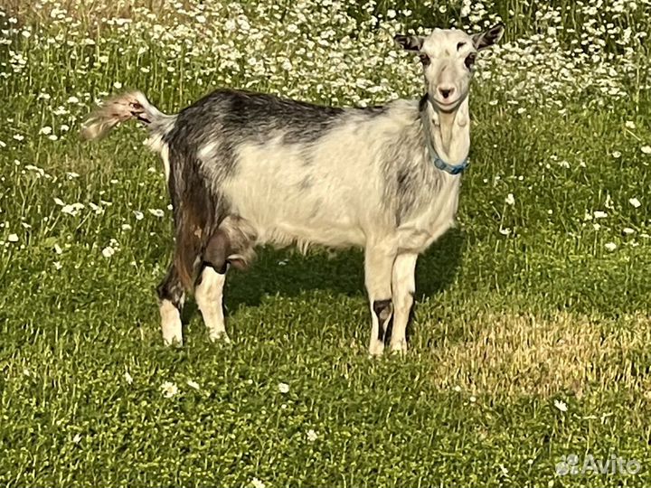 Козы дойные