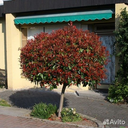 Фотиния Фразера, семена