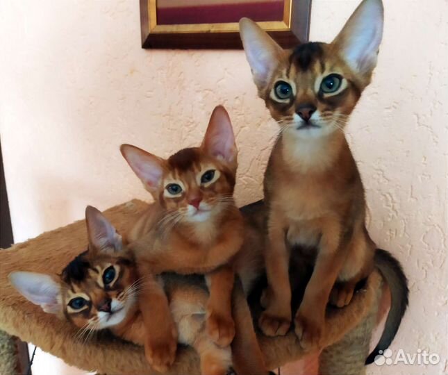 Абиссинская