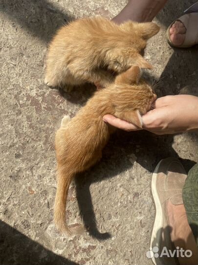 Котята бесплатно
