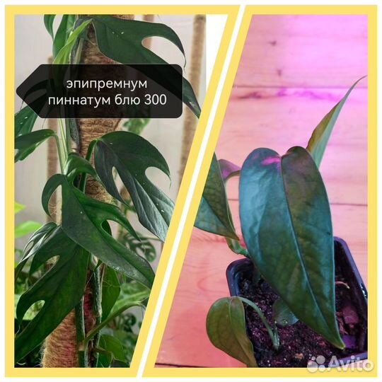 Комнатные растения