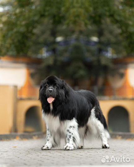 Вязка Ньюфаундленд