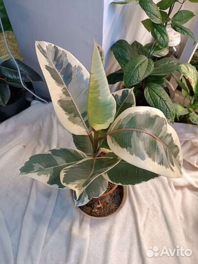 Фикус Тинеке. Пятнистый