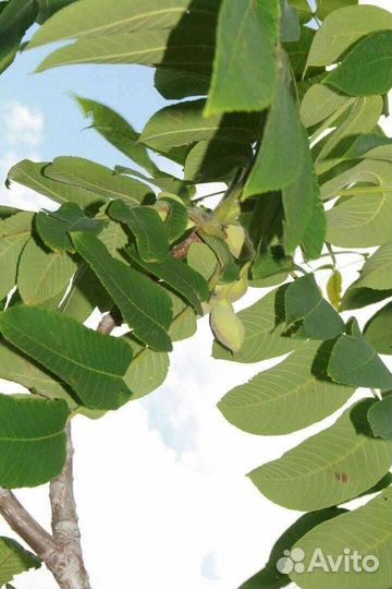 Маньчжурский орех