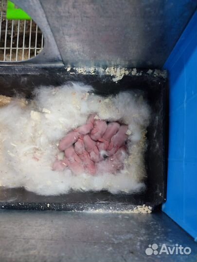 Замороженные крольчата на корм