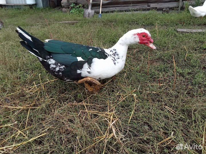 Утка. Индоутка