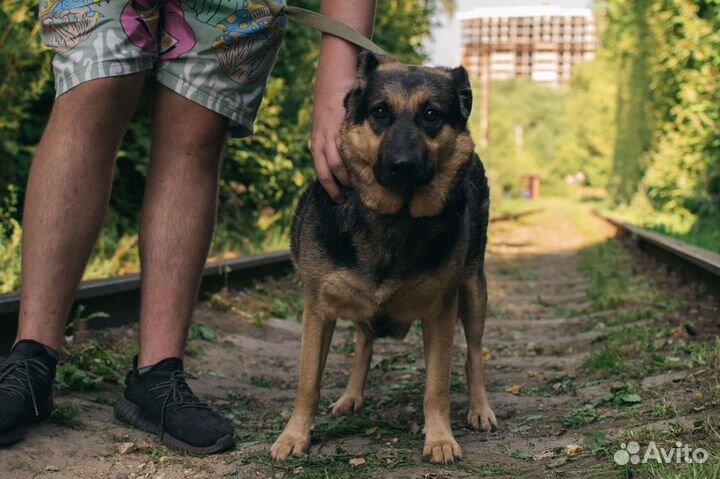 Собака Клякса в добрые руки