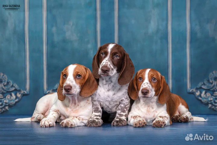 Такса эксклюзивного окраса Пайболд