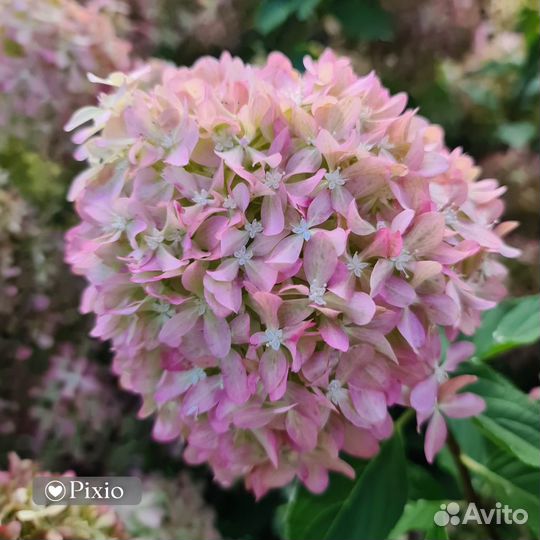 Гортензия Пиксио