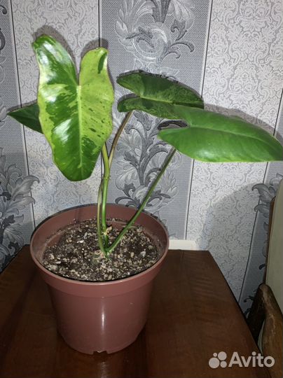 Домашние растения