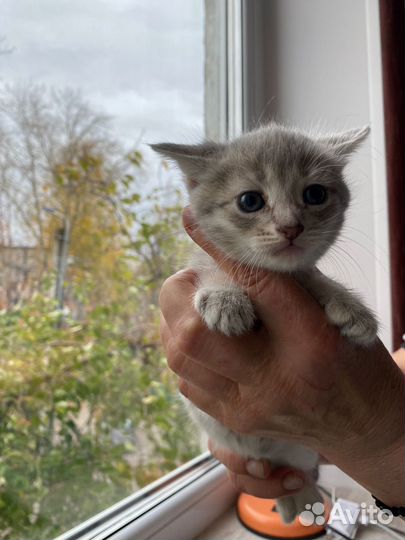Кошки