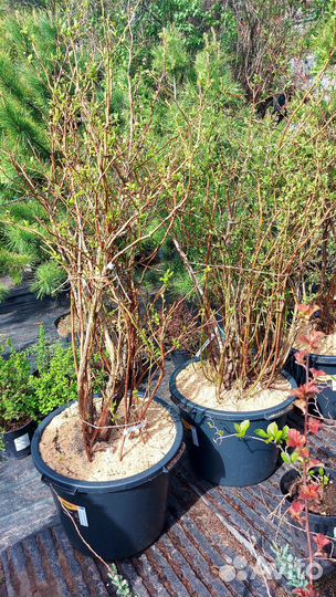 Саженцы голубики