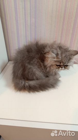 Персидские котята