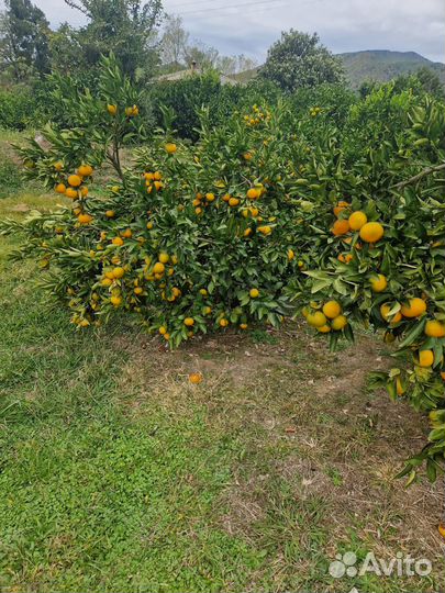 Абхазские мандарины