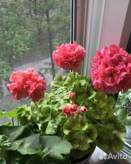 Герань пеларгония сортовая