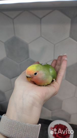 Попугай неразлучник