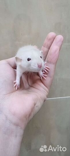 Крыса крысята дамбо