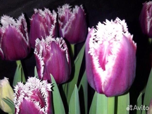 Луковицы сортовых тюльпанов