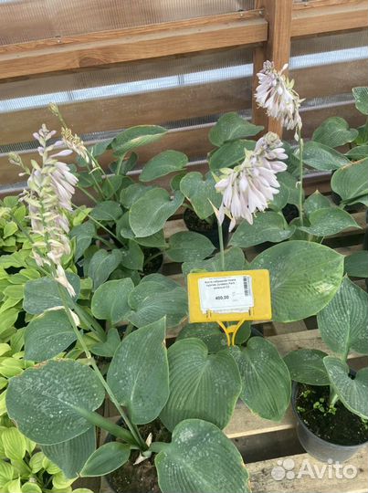 Хосты и растения из своего сада