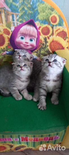 Котята Шотландской вислоухой