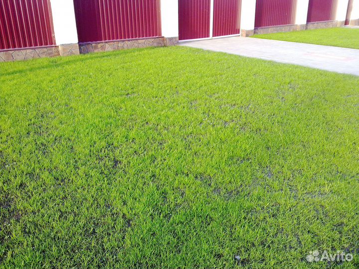 Посевой газон под ключ