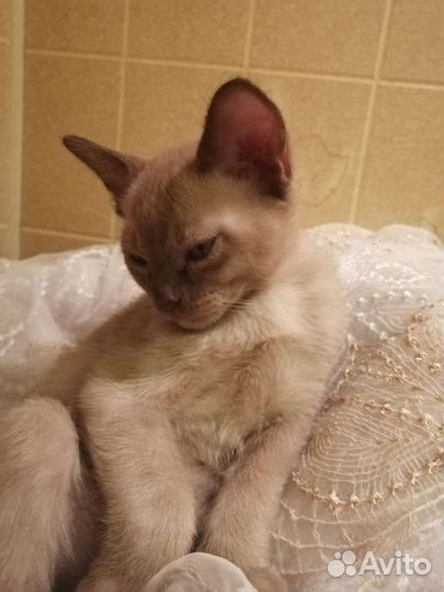 Бурианский котенок
