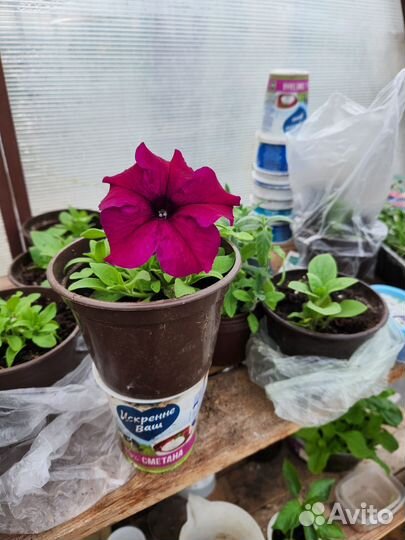 Петуния грандифлора суперкаскадная бургунди