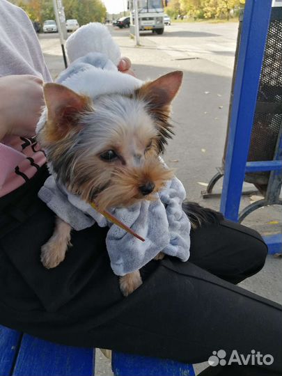 Йоркширский терьер мини (вязка)