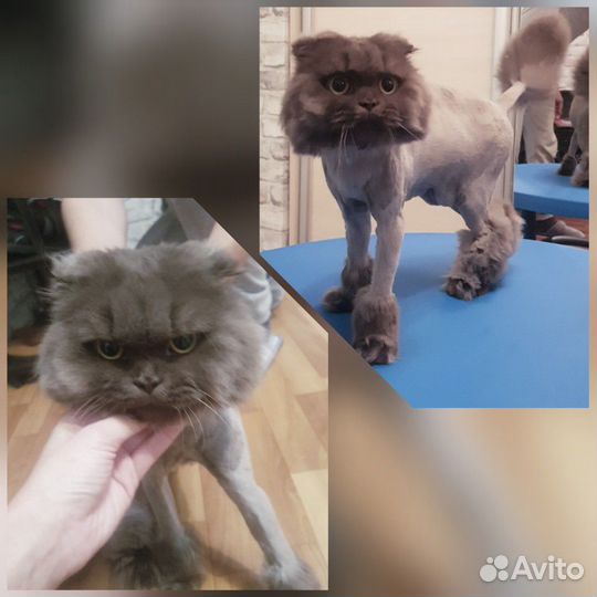 Груминг. Стрижка собак и кошек