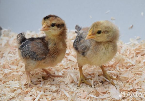 Инкубационное яйцо породистых кур