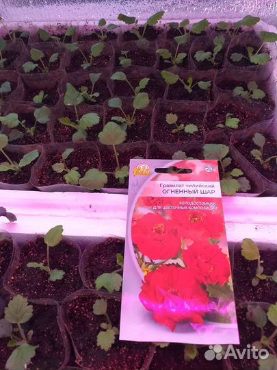 Многолетник гравилат