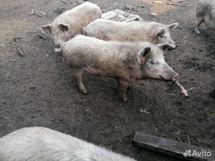 Хряк венгерская+ландрас