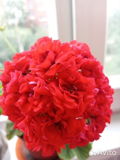 Продам пеларгонию